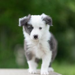 Border Collie Puppies from High Point Border Collies
