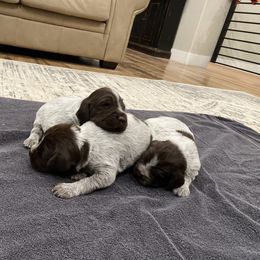 Wirehaired Pointing Griffon Puppies from High Point Griffons