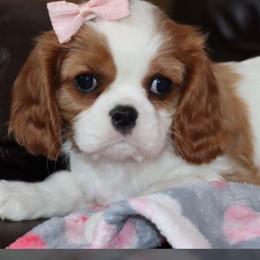 Cavalier King Charles Spaniel Puppies from Angels Ridge Cavaliers