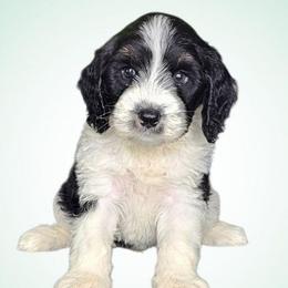 Ziggy - Black and white male Bernedoodle puppy in Glenford, Ohio from Mi-De Doodles