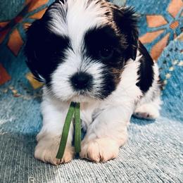 Romeo - Black and white male Shih Tzu puppy in Easley, South Carolina from Full of Shih Tzus