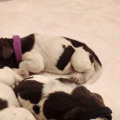 Deutsch-Drahthaar Puppies from vom Cornerstone