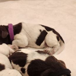 Deutsch-Drahthaar Puppies from vom Cornerstone