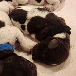 Deutsch-Drahthaar Puppies from vom Cornerstone