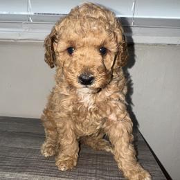 Pink collar girl - Apricot female Poodle puppy in Valdosta, Georgia from Posh Poodles