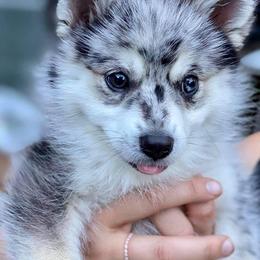 Pomsky Puppies from SD Pomskies