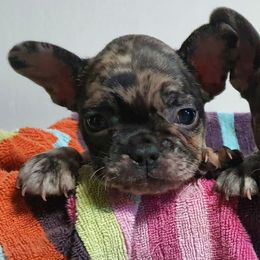 Boxers and Bulldogs from Pattys Boxers and Bulldogs