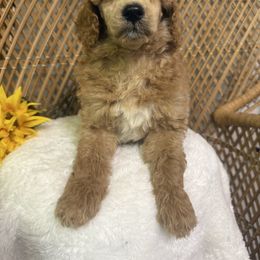 Male 1 - Apricot male Poodle puppy in Mississippi from Ewing Acres