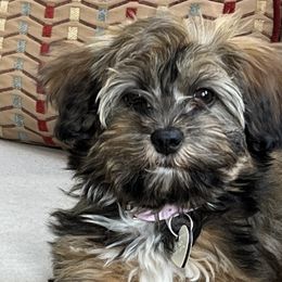 Havanese and Sheepadoodles from KK's Havanese