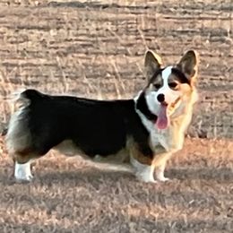 Gentry - Pembroke Welsh Corgi