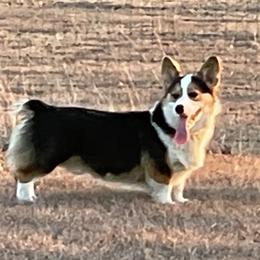 Gentry - Pembroke Welsh Corgi
