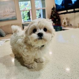 Maltipoo Puppies from Maine's Maltipoos