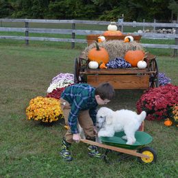 Poodle Puppies from D and D Standard Poodles