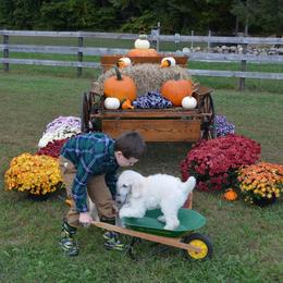Poodle Puppies from D and D Standard Poodles
