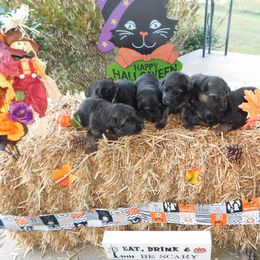 German Shepherd Puppies from Countryside Kennel