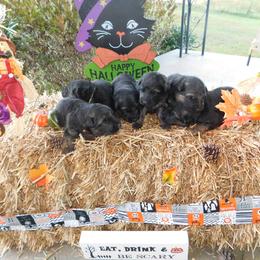 German Shepherd Puppies from Countryside Kennel