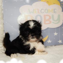 Shih Tzu puppies from Shedd's Shih Tzus