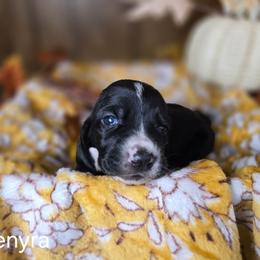 Rhaenyra - Black and white female Basset Hound puppy in Valley, Washington from Enchanted Valley Paws