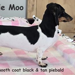 Bessie - Dachshund