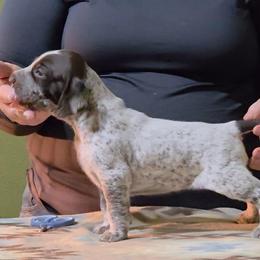 Moxie - Pink girl - Liver and white female German Shorthaired Pointer puppy in Kenai, Alaska from LakeHaus Kennels