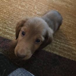 Dachshund Puppies from Ohana Mini Dachs