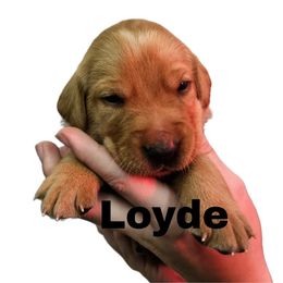 Loyde - Yellow male Labrador Retriever puppy in Sidney, Nebraska from Nebraska Strong Labradors