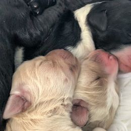 Goldendoodle Puppies from Snow Ridge Doodles