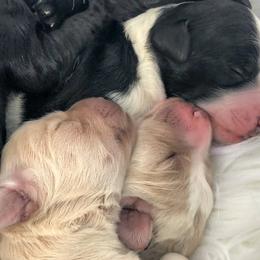 Goldendoodle Puppies from Snow Ridge Doodles