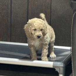 Pluto - Apricot male Goldendoodle puppy in Owenton, Kentucky from Elagant Acres