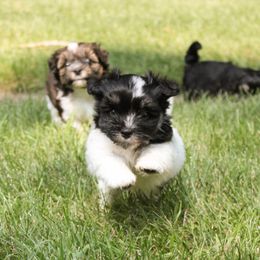 Spanky - Havanese puppy from Green Gables Havanese