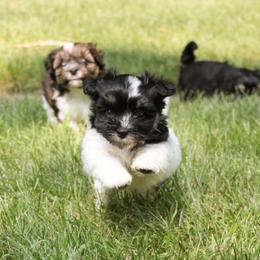 Spanky - Havanese puppy from Green Gables Havanese