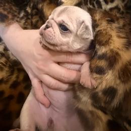 Purple collar - Cream female Pug puppy in Deer Park, Texas from Butler Pugs and Frenchies