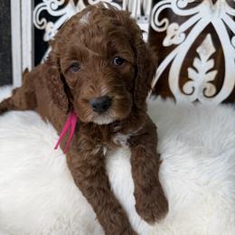 Goldendoodle and Poodle Puppies from Northern Heart Standards