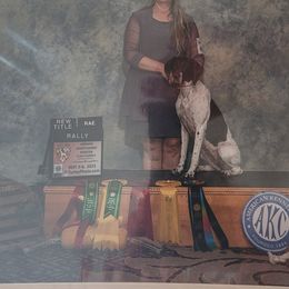 Stella - German Shorthaired Pointer