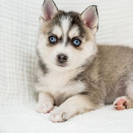 Everest - Black and white female Pomsky puppy in Spring City, Pennsylvania from Pomsky Power Puppies