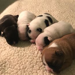 French Bulldog Puppies from Northern Light's French Bulldog