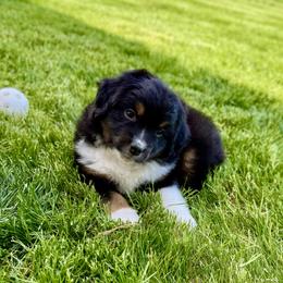 Bruce - Black tri male Miniature Australian Shepherd puppy in Molalla, Oregon from Yaw's Mini Aussies