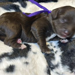 Maddie - Brown and white female Cockapoo puppy in Lake Tansi, Tennessee from Davis cockapoos