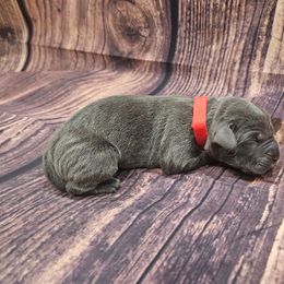 Red collar - Gray male Cane Corso puppy in Fritch, Texas from Carrie Brown's Cane Corsos