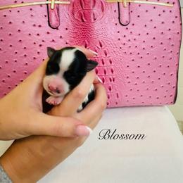 Blossom - Black & tan tri-color female Morkie puppy in Deltona, Florida from Pink Purse Designer Breeds