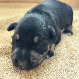 Boy 1 - Black and silver male Miniature Schnauzer puppy in Woodburn, Kentucky from Southern Kentucky Schnauzers