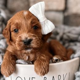 Luna - Red  Goldendoodle puppy in Corona, California from West Coast Goldendoodles