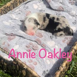 Annie Oakley - Blue merle female Border Collie puppy in Owenton, Kentucky from Three16 Ranch