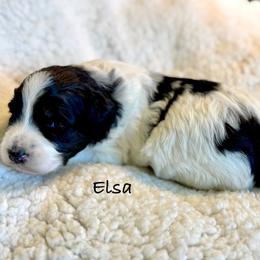 Elsa - White and black female Bordoodle puppy in Mancos, Colorado from Mesa View Puppies
