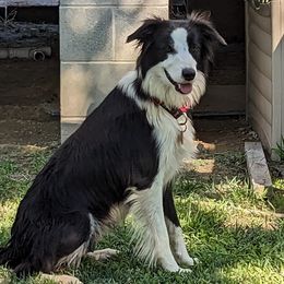 Gypsy - Border Collie