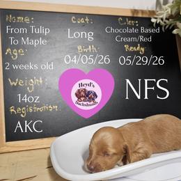 Maple - Cream female Dachshund puppy in Hoquiam, Washington from Heyd's Mini Dachshunds