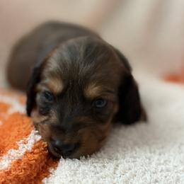 O Malley - Chocolate and tan male Dachshund puppy in Vancouver, Washington from Cascade Minis