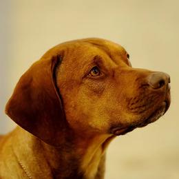 Koza - Rhodesian Ridgeback