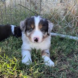 Patch - Blue merle male Miniature American Shepherd puppy in Weatherford, Texas from Paris Miniature Americans