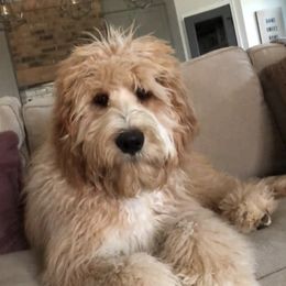 Bernedoodle, Goldendoodle, and Sheepadoodle All Grown Up from Lindy’s Doodles
